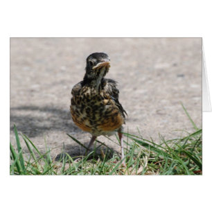 Cartão Pisco de peito vermelho do principiante com