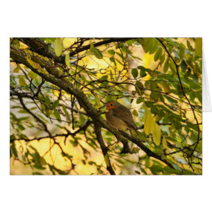 Cartão Pisco de peito vermelho europeu