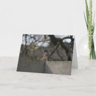 Cartão Pisco de peito vermelho na parede