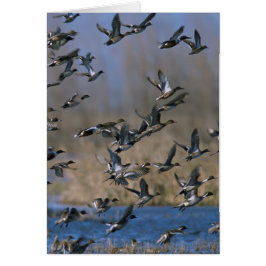 Cartão Pistas em Voo