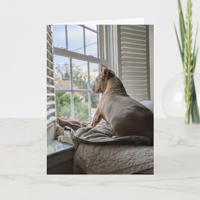 Cartão Pit Bull Ama Você Muito (Frente)