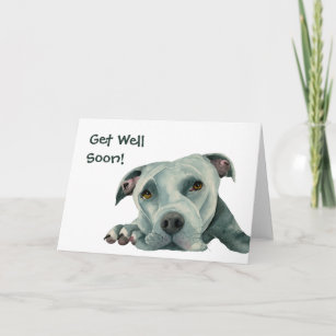Cartão Pit Bull Dog   Muito Em Breve