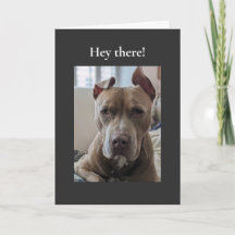 Pit Bull Olá