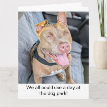Pit Bull Sorridente Relaxe