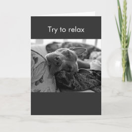 Cartão Pit Bull tenta relaxar