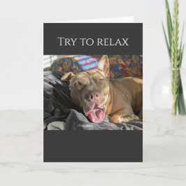 Cartão Pit Bull tenta relaxar e se recuperar