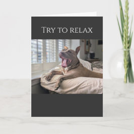 Cartão Pit Bull tenta relaxar, recupere-se
