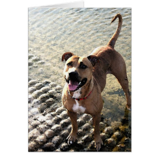 Cartão Pit Bull Terrier