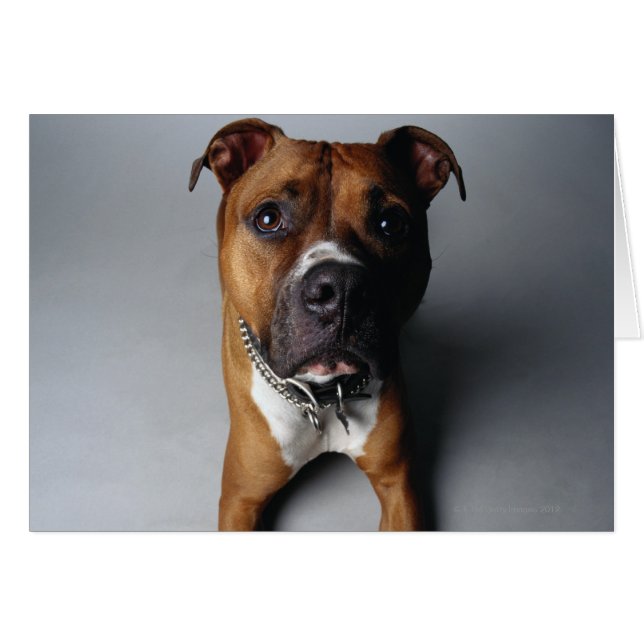 Cartão Pit Bull Terrier Saindo (Frente Horizontal)