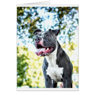 Cartão Pitbull