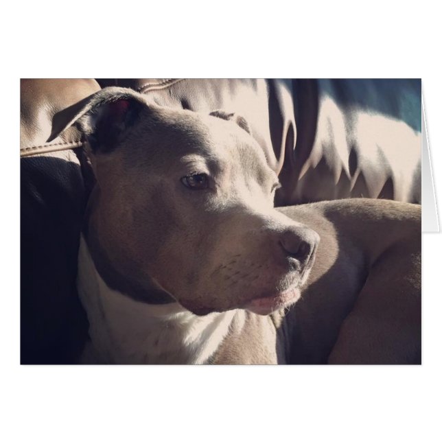 Cartão Pitbull = bonito (Frente horizontal)