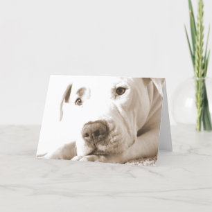 Cartão pitbull branco amigável sonolento ódio feito não r