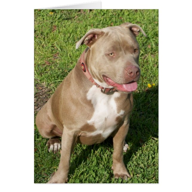 Cartão Pitbull calmo (Frente)