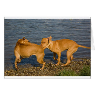 Cartão pitbulls apaixonados