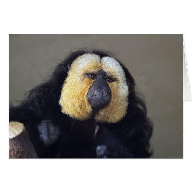 Cartão Pithecia pithecia (Frente Horizontal)