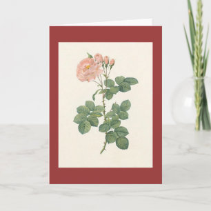 Cartão PJ Redoute - Rosa damascena aurora