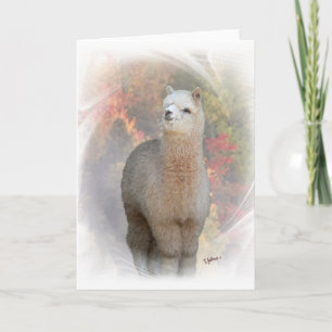 Cartão Placa Alpaca de queda