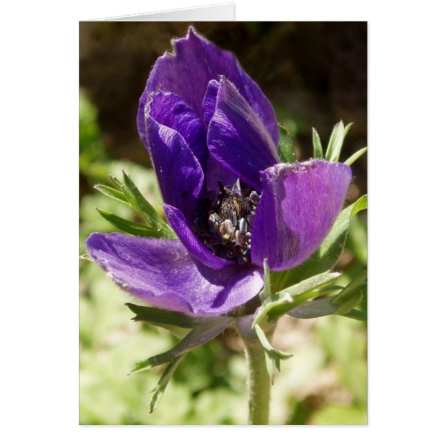 Cartão Placa Anemone (Frente)