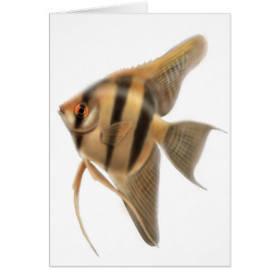 Cartão Placa Angelfish água fresca