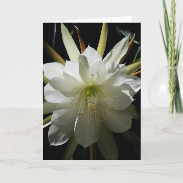 Cartão Placa Bloom Cactus (Frente)