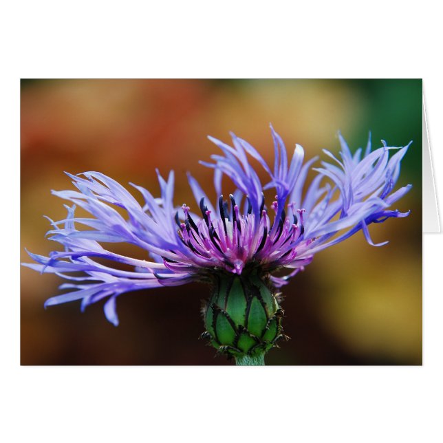 Cartão Placa Bluetooth Mountain (Frente Horizontal)