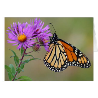 Cartão Placa borboleta