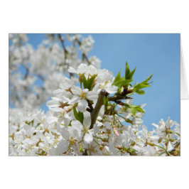 Cartão Placa Brilhante White Wisteria