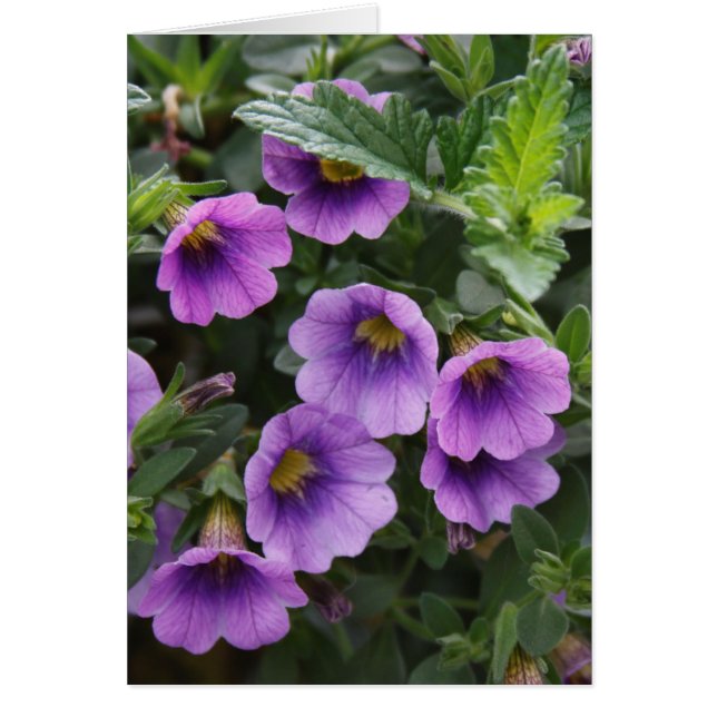 Cartão Placa Capra 003 A (Frente)