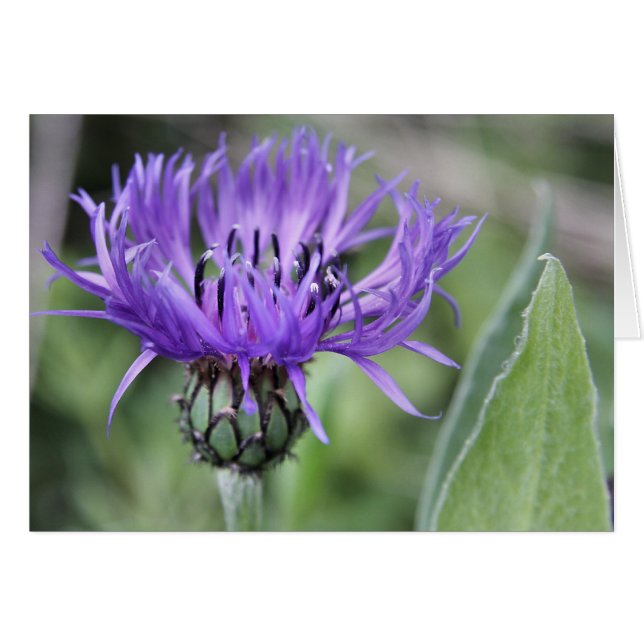 Cartão Placa Centaurea (Frente Horizontal)