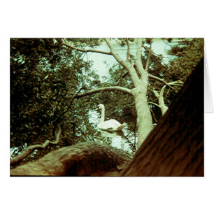 Cartão Placa - Cisne Majestoso