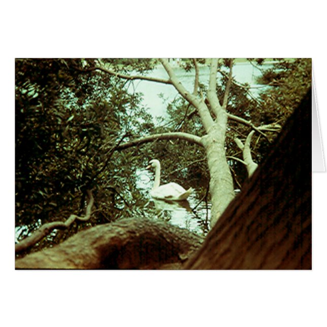 Cartão Placa - Cisne Majestoso (Frente Horizontal)