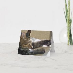 Cartão Placa (CN)- Cat Nap ou Dois