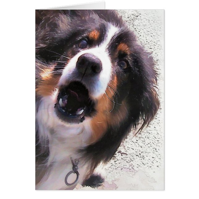 Cartão Placa COLLIE DE BORDA (Frente)