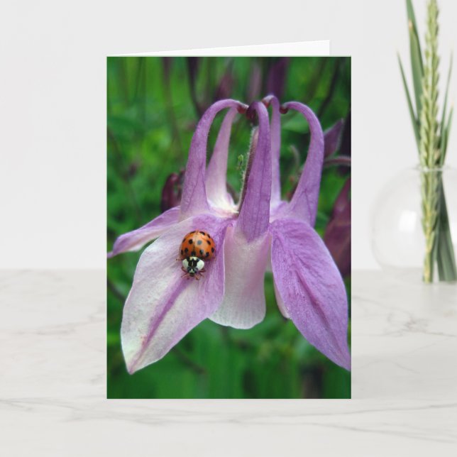 Cartão Placa Columbine 2 (Frente)