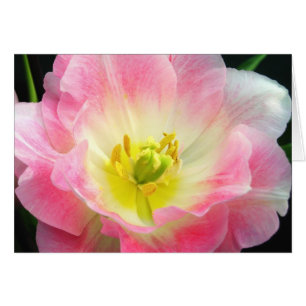 Cartão Placa cor-de-rosa chocante