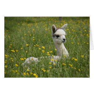 Cartão Placa Cria in Buttercups