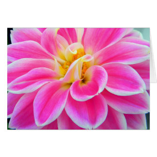 Cartão Placa Dahlia Rosa