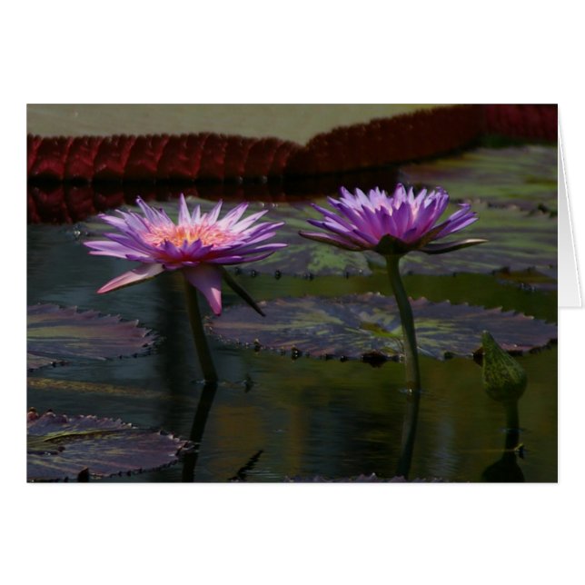 Cartão Placa de Água do Lotus Roxo (Frente Horizontal)