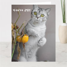 Placa de aniversário de 21 anos Feliz Gato Engraça