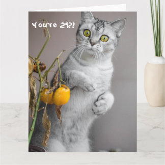 Cartão Placa de aniversário de 21 anos Feliz Gato Engraça