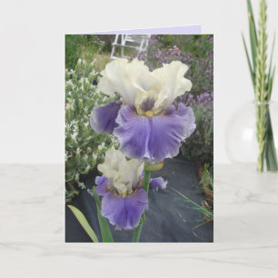 Cartão Placa de Aniversário Floral da Flor Roxo Iris Glo