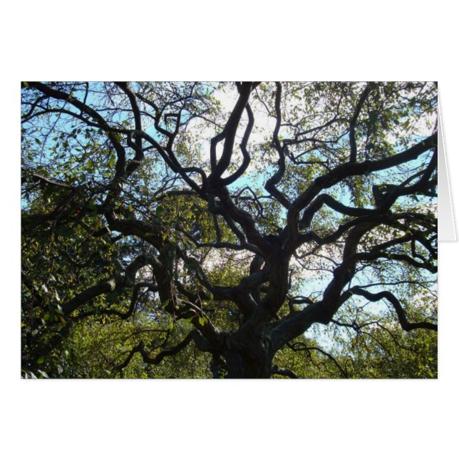 Cartão Placa de Árvore de Vida (Frente Horizontal)