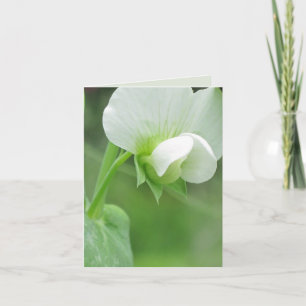 Cartão Placa de aviso personalizada Pea Blossomo ou cartã