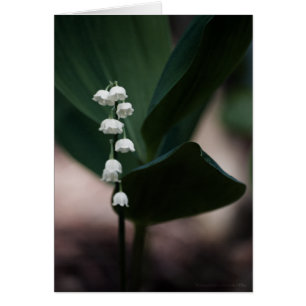 Cartão Placa de Bells Doce