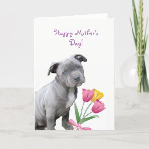 Cartão Placa de cachorrinho Pitbull para Dia de as mães f