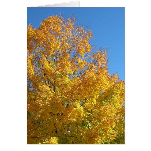 Cartão Placa de Cores de Queda (Frente)