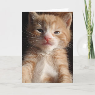 Cartão Placa de Cuteness Kitten