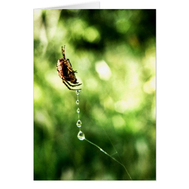 Cartão Placa de descarte de aranha (Frente)