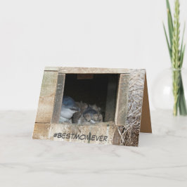 Cartão Placa de dia de as mães com pequenos pinguins