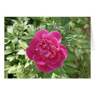 Cartão Placa de Dia de as mães de Flor de Pêonias Rosa Vi